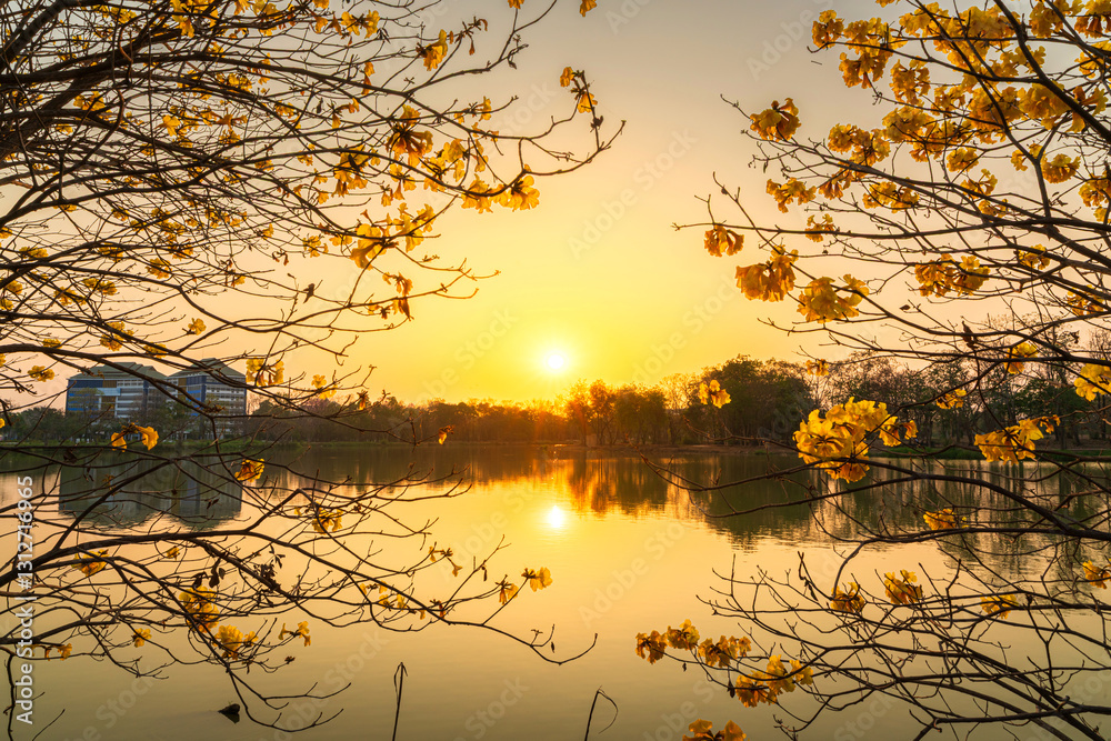 landscape view Beautiful blooming Yellow Golden Tabebuia Chrysotricha flowers with the park in spring day of the reservoir with cloudy blue sunset sky the forest summer naturel background.