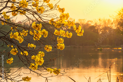 landscape view Beautiful blooming Yellow Golden Tabebuia Chrysotricha flowers with the park in spring day of the reservoir with cloudy blue sunset sky the forest summer naturel background.