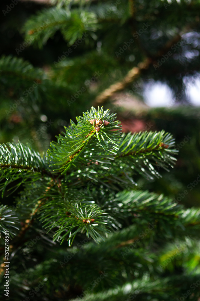 Close up of green spruce tree branches in sunlight close up Close up of green spruce tree branches in sunlight close up
