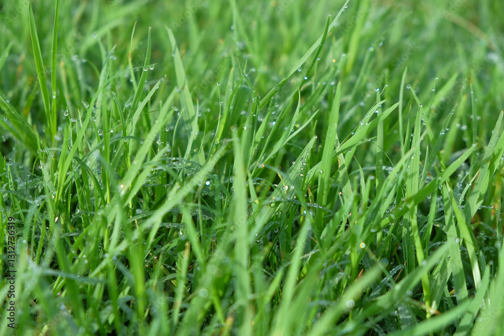 Abstract pattern and texture background of green grass with dew attached. Nature and environmental concept. Green grass on the side of the road that looks fresh. For graphic design, 3D rendering or ba Abstract pattern and texture background of green grass with dew attached. Nature and environmental concept. Green grass on the side of the road that looks fresh. For graphic design, 3D rendering or ba