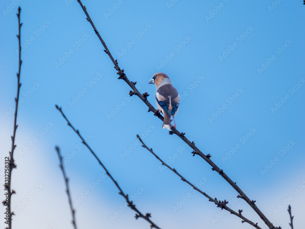 Hawfinch Perched in a Tree