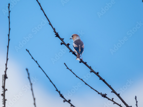 Obraz na płótnie Hawfinch Perched in a Tree w salonie