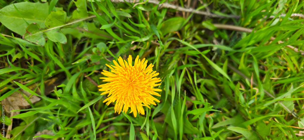 Bright yellow dandelion flowers in a green meadow - Taraxacum Bright yellow dandelion flowers in a green meadow - Taraxacum