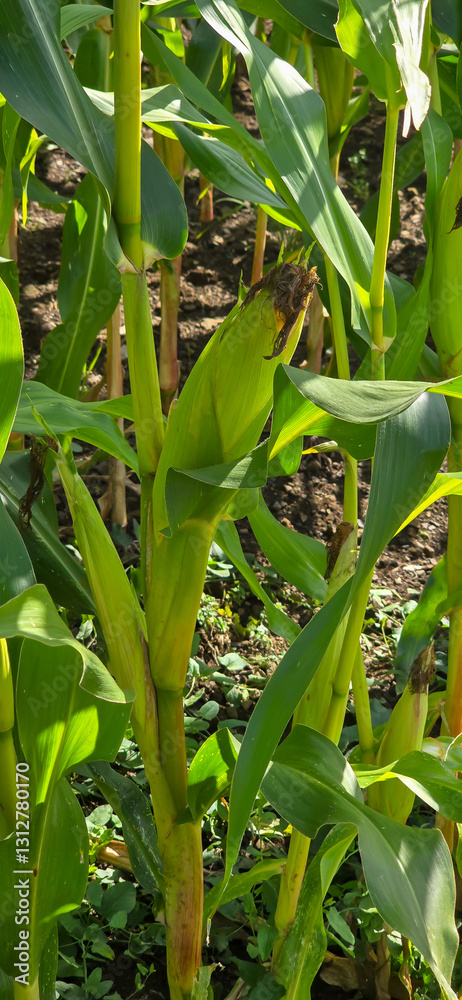 Obraz premium Mais-Konzept auf Ackerland