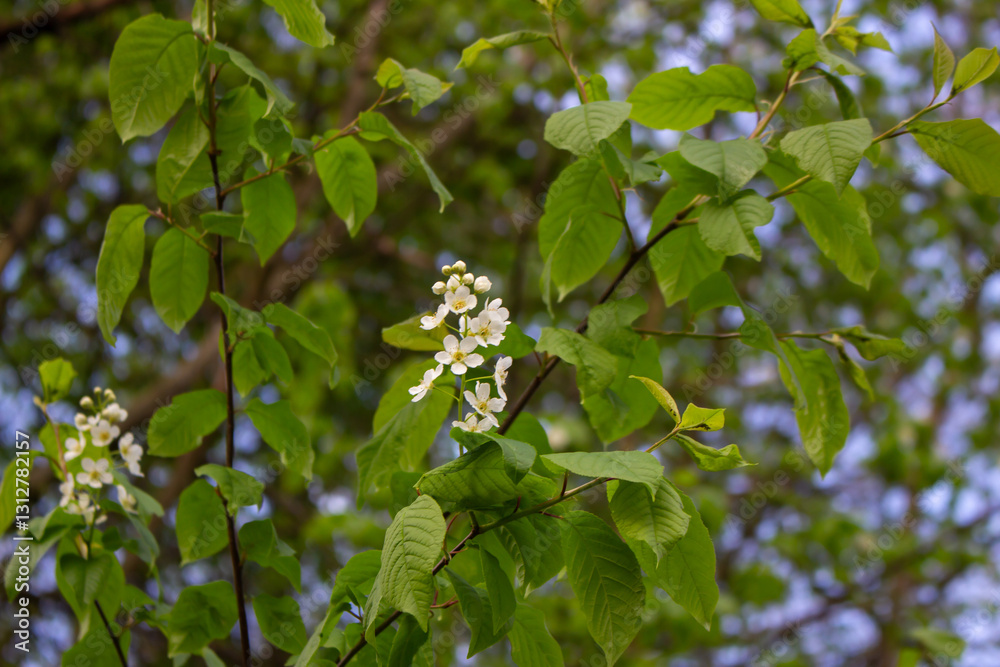 White blossoming apple trees in the sunset light. Spring season, spring colors. White blossoming apple trees in the sunset light. Spring season, spring colors.