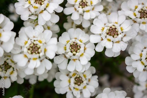 Close-up bunch of small white flowers in bloom. Iberis sempervirens blossom. Evergreen candytuft