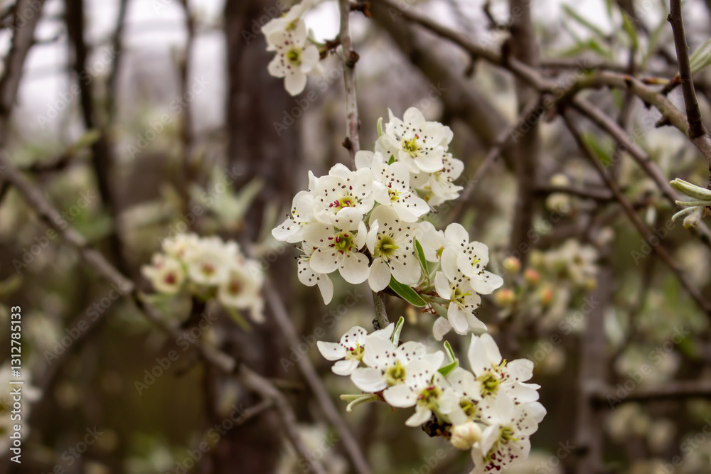 Delicate white pear blossoms with green leaves on a branch Delicate white pear blossoms with green leaves on a branch