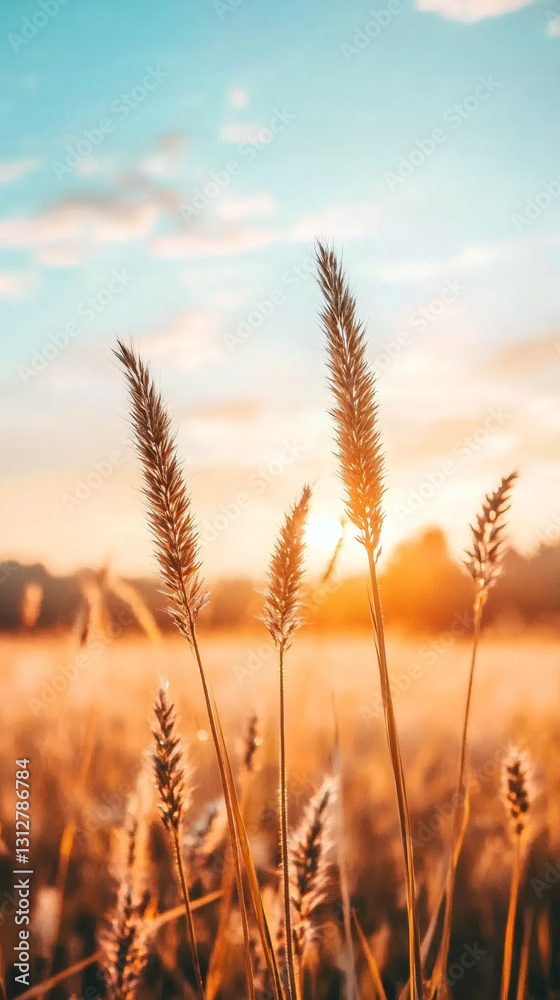 Obraz premium Ears of wheat shimmering in a golden field during a stunning sunset, blending vibrant orange and deep blue hues in the sky