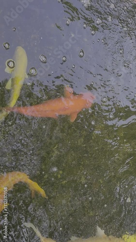Look at the koi swimming by the pond