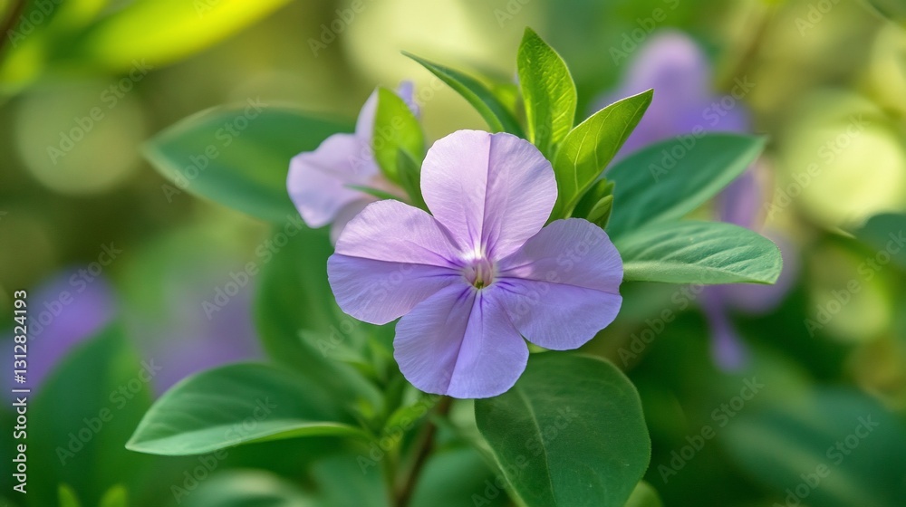 Close-up of a delicate light purple flower with five petals, surrounded by vibrant green leaves in soft sunlight. Close-up of a delicate light purple flower with five petals, surrounded by vibrant green leaves in soft sunlight.