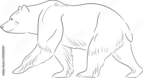 A linear drawing of a bear in motion. Black and white vector image of a bear, made in a minimalistic linear style. The predator is depicted in motion, with smooth contours that emphasize its strength