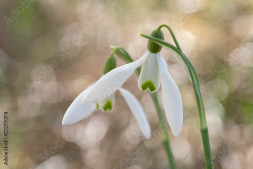 Two delicate Spring Snowflake (Leucojum vernum) flowers in full bloom. The image evokes the enchantment of early spring.  photo