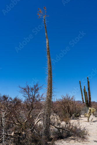 Cirio Bahía de Los Angeles Baja California México