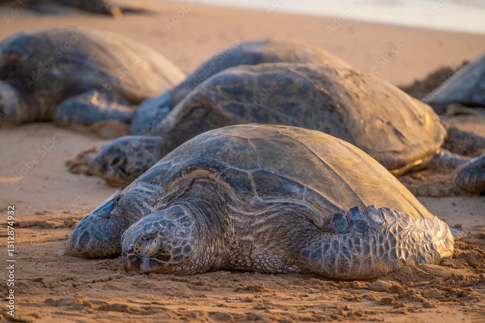 Obraz premium Poipu Beach is a popular place to see green sea turtles. The Hawaiian green sea turtle is one of the world’s largest, with adults weighing upwards of 350 pounds and growing up to four feet in length.