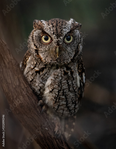 Eastern screech owl in a tree
