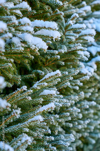 Wallpaper Mural Frost-Covered Evergreen Branches in Winter Torontodigital.ca