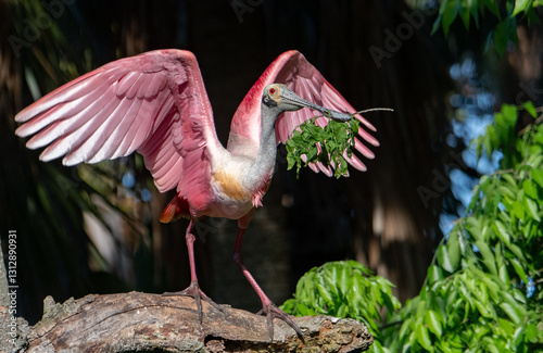 Roseate spoonbill in Florida 
