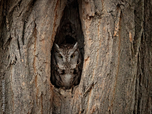 Konstfotografi Eastern screech owl in a tree