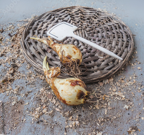 Camassia bulbs before planting on table
