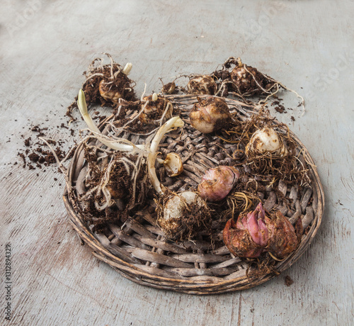 Bulbs of Asiatic hybrid lilies on a table before planting.
