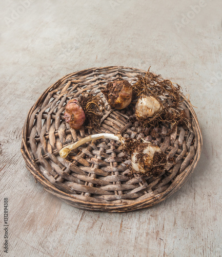 Bulbs of Asiatic hybrid lilies on a table before planting.