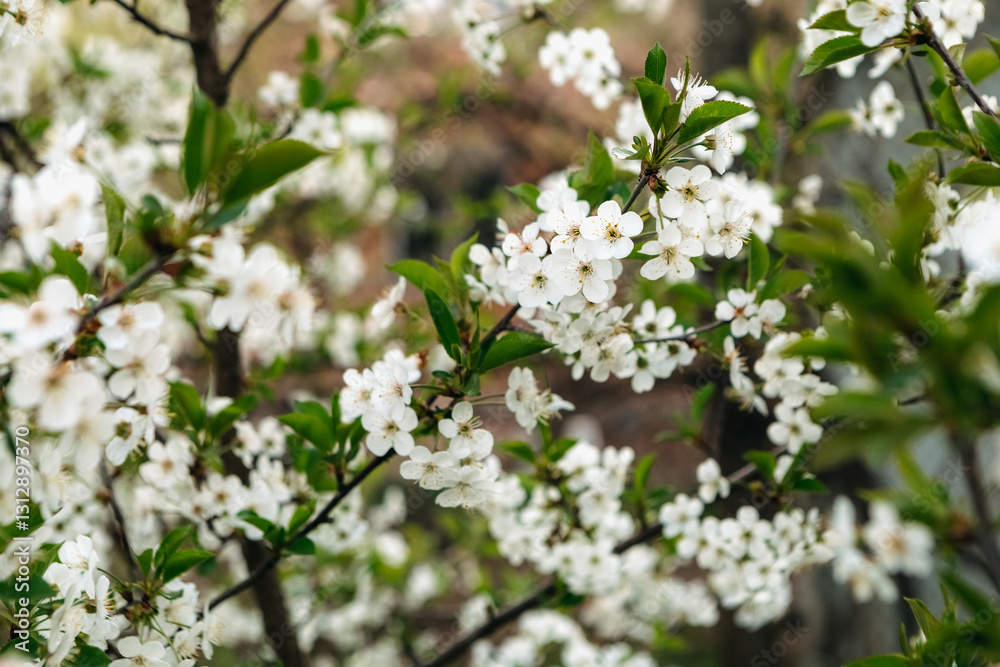 Blooming white flowers adorning tree branches, basking in the warm embrace of springtime sunlight, create a stunning and serene natural scene filled with beauty and renewal Blooming white flowers adorning tree branches, basking in the warm embrace of springtime sunlight, create a stunning and serene natural scene filled with beauty and renewal