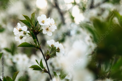 White flowers blooming on a branch in a spring orchard, creating a beautiful and serene natural scene with soft sunlight filtering through the trees