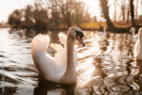 Fototapeta Naklejka Na Ścianę i Meble -  Beautiful swan in nature on a river