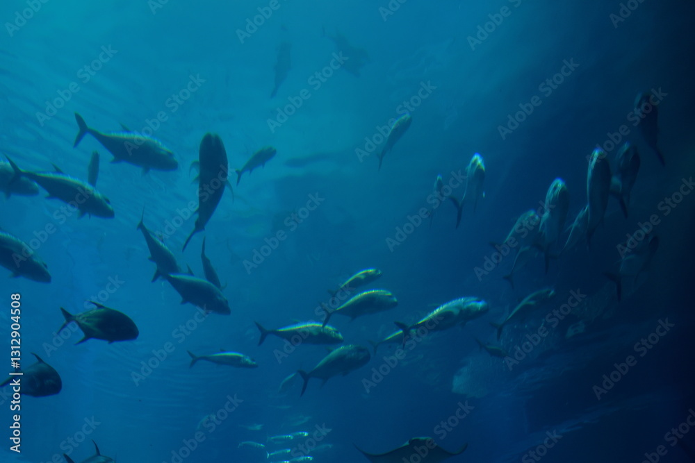aquarium aquarium