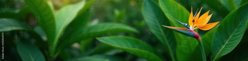 Bird of paradise plant, lush green leaves, vivid blooms, strelitzia reginae, strelitzia Bird of paradise plant, lush green leaves, vivid blooms, strelitzia reginae, strelitzia
