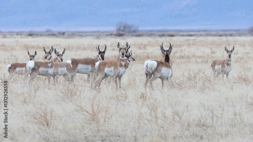 A herd of pronghorns (Antilocapra americana) stands alert in an open prairie in Lassen County, California, on an overcast day. A herd of pronghorns (Antilocapra americana) stands alert in an open prairie in Lassen County, California, on an overcast day.