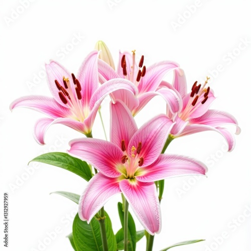 A cluster of pink lilies, isolated on a pure white background , wedding, spring