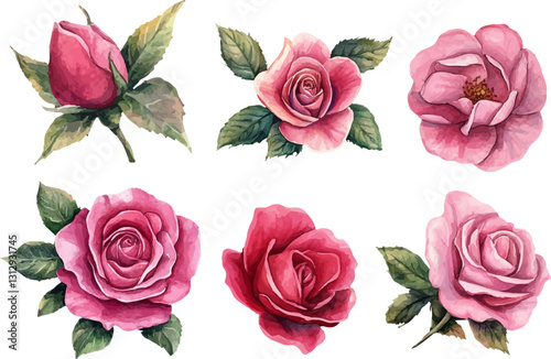 collection of roses