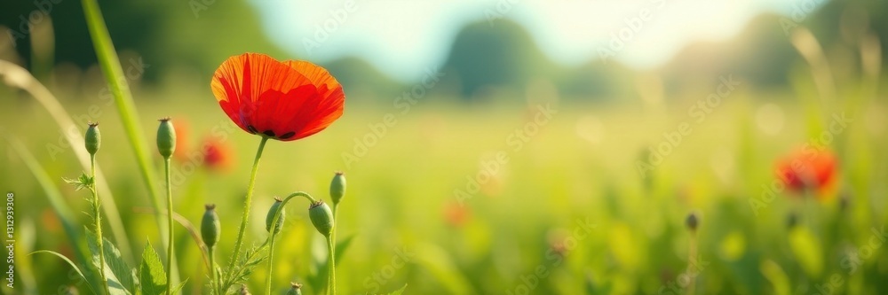Single poppy amidst swaying grasses, idyllic summer scene , flora, landscape Single poppy amidst swaying grasses, idyllic summer scene , flora, landscape