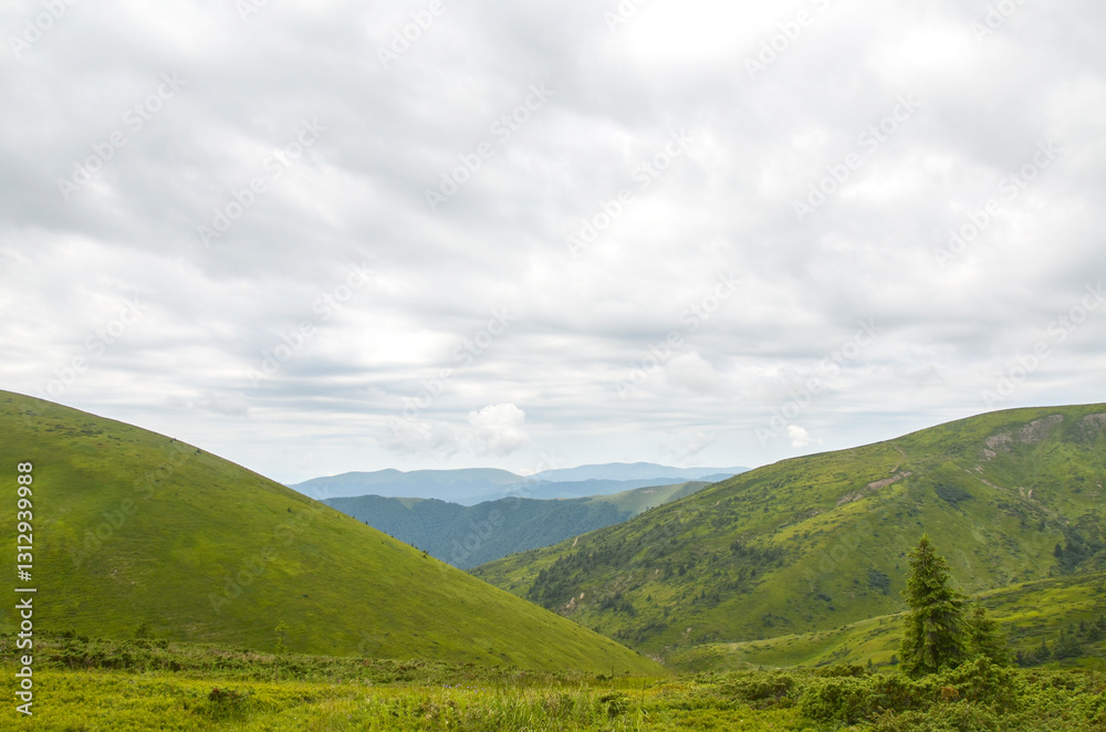 Beautiful view of lush green valleys surrounded by rolling mountains under a cloudy sky. An ideal setting capturing the natural tranquility and vastness of unspoiled wilderness. Carpathians, Ukraine