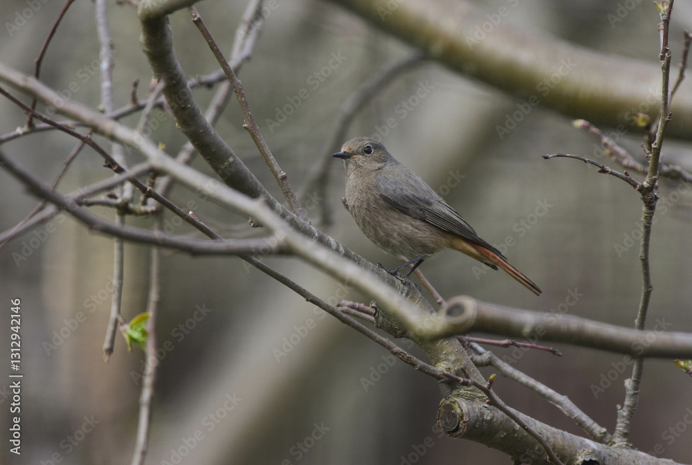 Naklejka premium Phoenicurus ochruros, Black Redstart Female, Side View, Detailed Close-up. Black Redstart Female Perching on a Tree Branch. Spring Season, Romania Wildlife 
