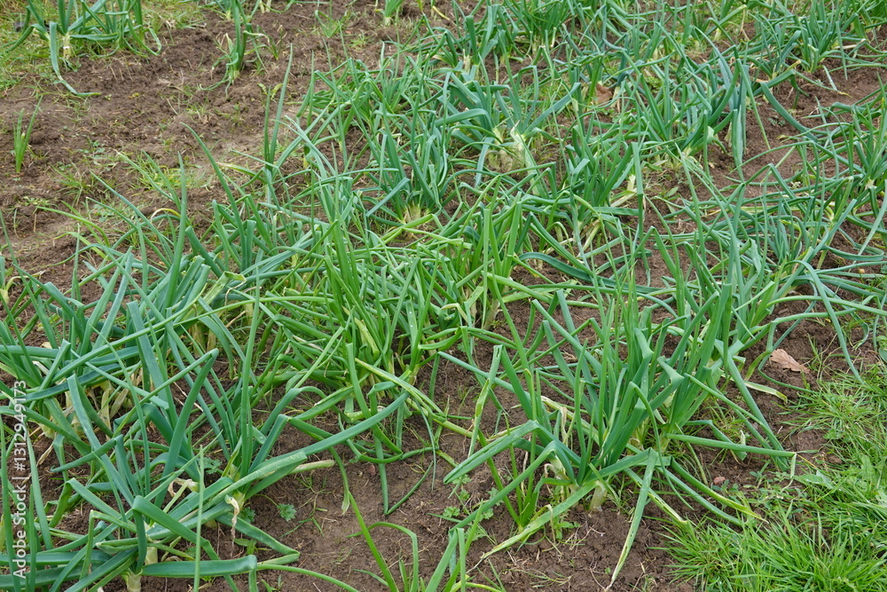 Calçot onion growing in vegetable garden field Calçot onion growing in vegetable garden field