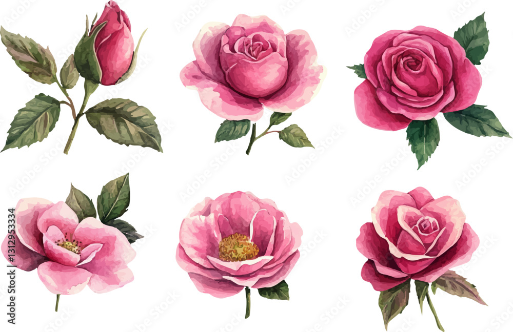 set of roses vector illustration set of roses vector illustration