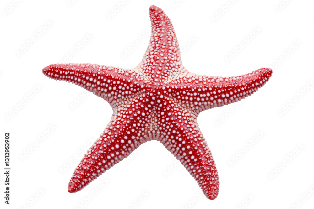 Red starfish with white dots on it, isolated Red starfish with white dots on it, isolated