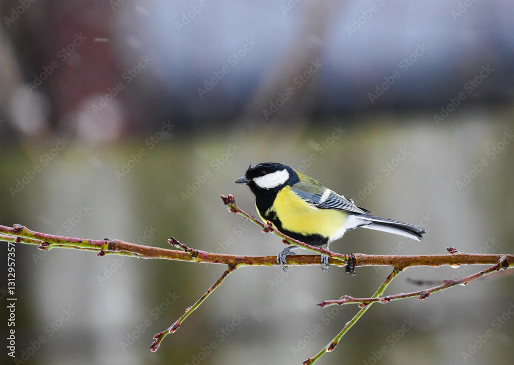 Fototapeta premium Great Tit, Parus Major Perching on a Tree Branch in a Autumn Rainy Day. Great tit perching on a tree branch in rain.