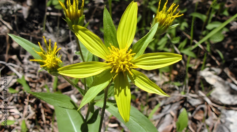 Obraz premium Vibrant Yellow Wildflower Closeup Photography