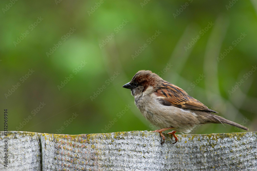 Naklejka premium House sparrow, male, Passer domesticus, perching on a old corrugated asbestos fence. Side view