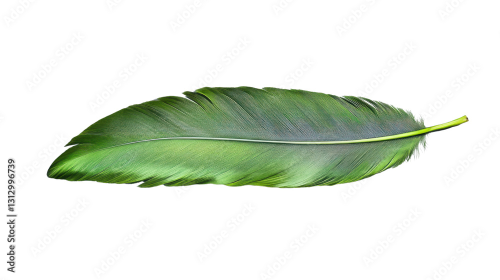 Fototapeta premium Green feather isolated on transparent background, showing fine details