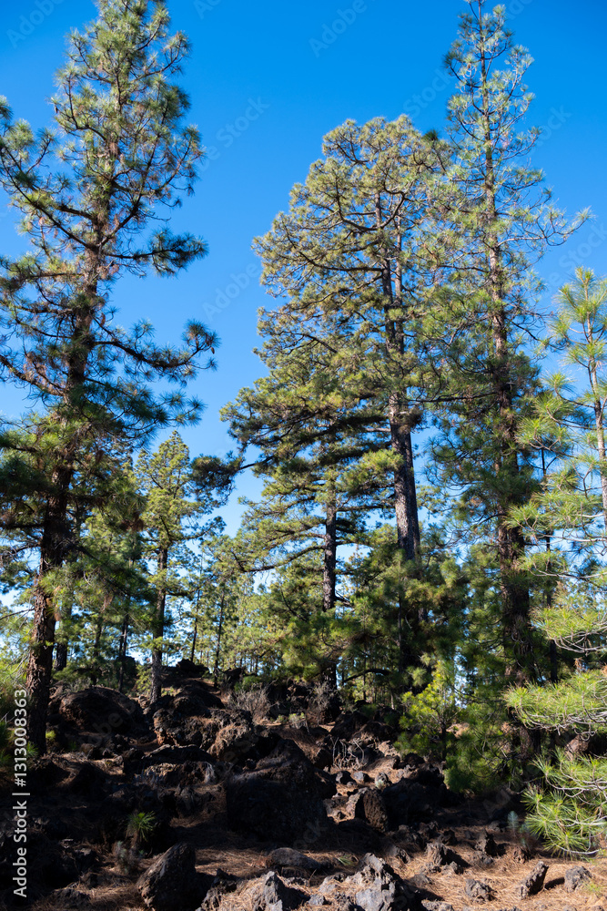 Fototapeta premium Visiting of Teide national park on Tenerife and view on volcanic landscapes and Canarian pine trees, Canary islands, Spain