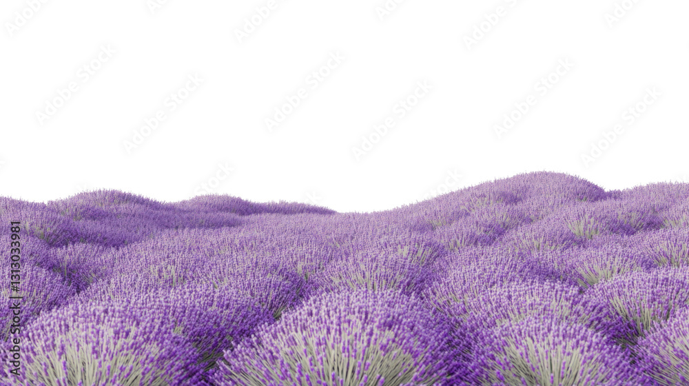Obraz premium Blooming lavender field covering rolling hills with transparent background