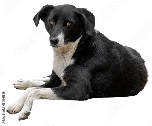 black and white old stray dog lying down on transparent background