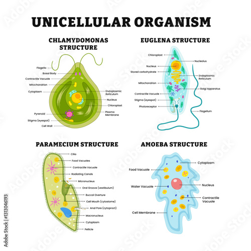 Different types of unicellular organism structure anatomy with detailed chart. Labeled chlamydomonas, euglena, paramecium, amoeba. Microorganism medical illustration. Biology educational. photo