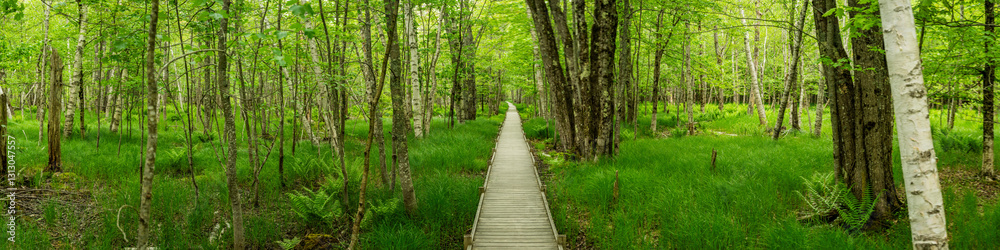 Naklejka premium Jessup Path Boardwalk Cuts Through Bright Green Forest In Acadia