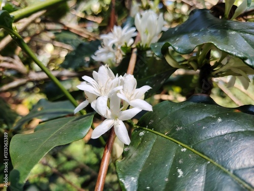 white flower in a garden