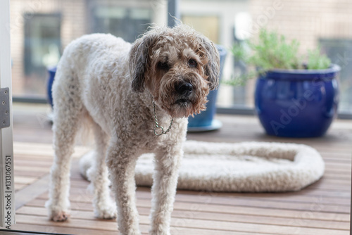Wallpaper Mural Brown soft coated wheaten terrier standing on terrace with blurred background. Full length portrait Torontodigital.ca